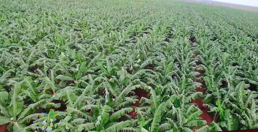 Trang trại chuối HAGL tại huyện Mang Yang. Ảnh: Lê Anh