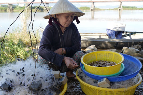 Bà Nguyễn Thị Kiềng cho biết cá bống sông Trà Khúc ngày càng khan hiếm Bà Nguyễn Thị Kiềng cho biết cá bống sông Trà Khúc ngày càng khan hiếm