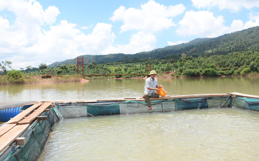 Mô hình nuôi cá lồng bè của HTX Nông nghiệp và Dịch vụ Đak Krong, Đak Đoa. Ảnh: Lê Nam