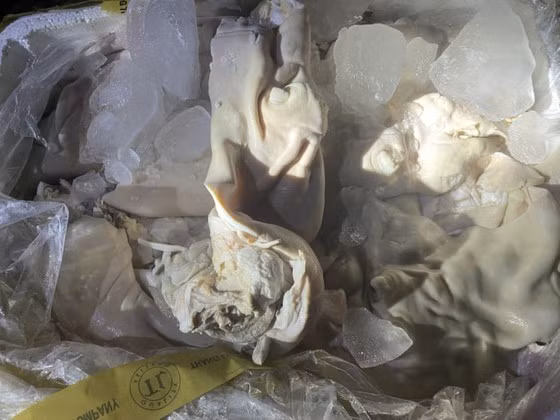  Số nội tạng thu giữ