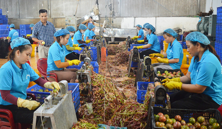  Công ty TNHH một thành viên An Khánh Gia Lai do CCB Lê Văn Khánh làm Giám đốc giải quyết việc làm cho 60 lao động tại địa phương. Ảnh: Phương Dung