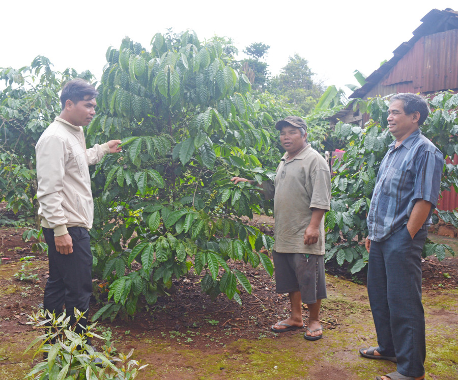 Ông Khym (giữa) đang trao đổi với Trưởng ban Công tác Mặt trận thôn (bên phải) và Bí thư Chi bộ kiêm trưởng thôn (bên trái) về kế hoạch chăm sóc diện tích cà phê của tổ sản xuất số 2. Ảnh: Anh Huy