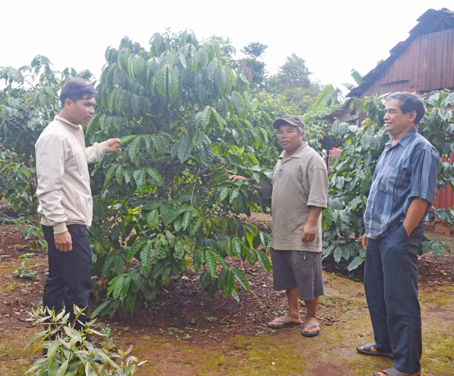 Ông Khym (giữa) đang trao đổi với Trưởng ban Công tác Mặt trận thôn (bên phải) và Bí thư Chi bộ kiêm trưởng thôn (bên trái) về kế hoạch chăm sóc diện tích cà phê của tổ sản xuất số 2. Ảnh: Anh Huy