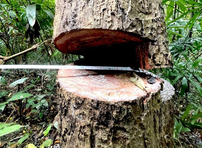 Nhiều thân gỗ vừa bị cắt hạ.