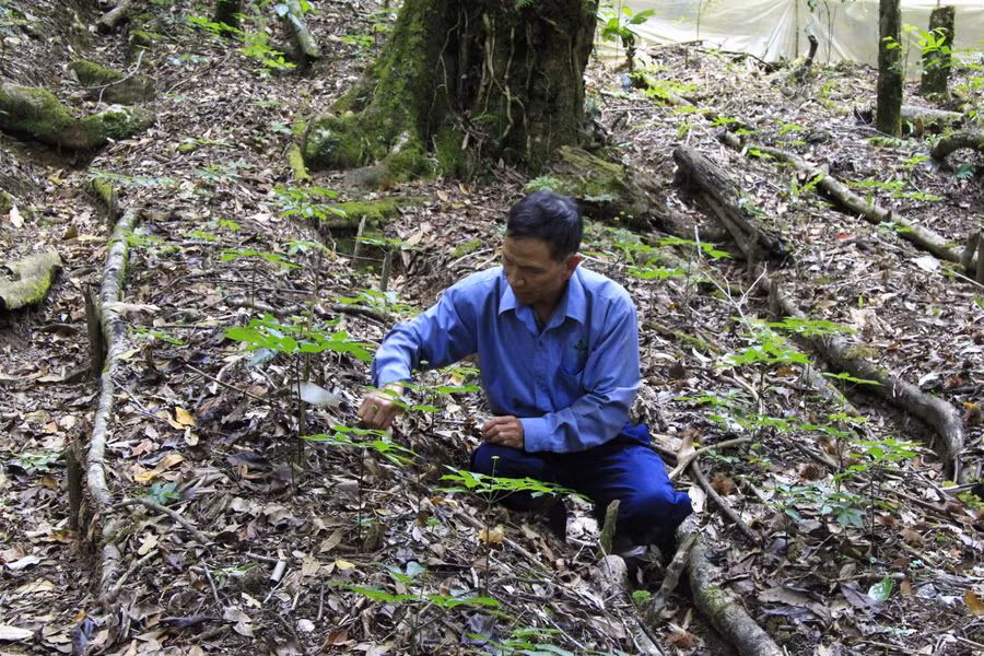 Kon Tum: Xác minh mức độ thiệt hại để hỗ trợ người trồng sâm Ngọc Linh ảnh 1 Nhiều hộ dân trồng sâm Ngọc Linh lâm vào cảnh thua lỗ bởi cây chết vì dịch bệnh. Ảnh: Phương Vih