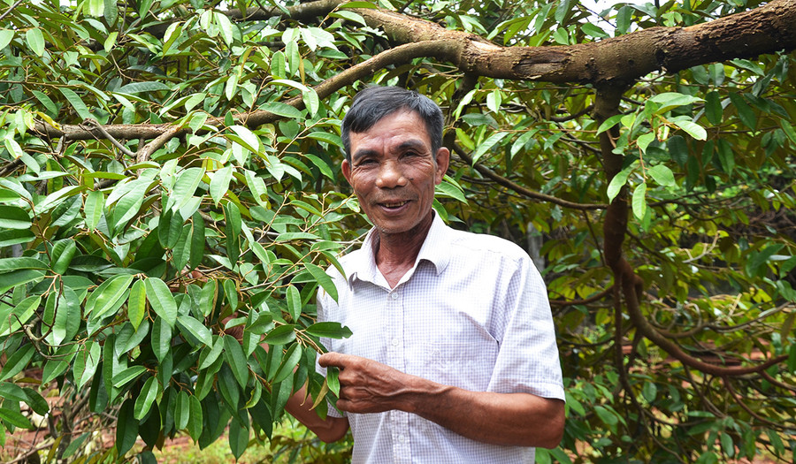  Ông Phạm Văn Luận bên vườn cây ăn quả của gia đình. Ảnh: Hoàng Cư