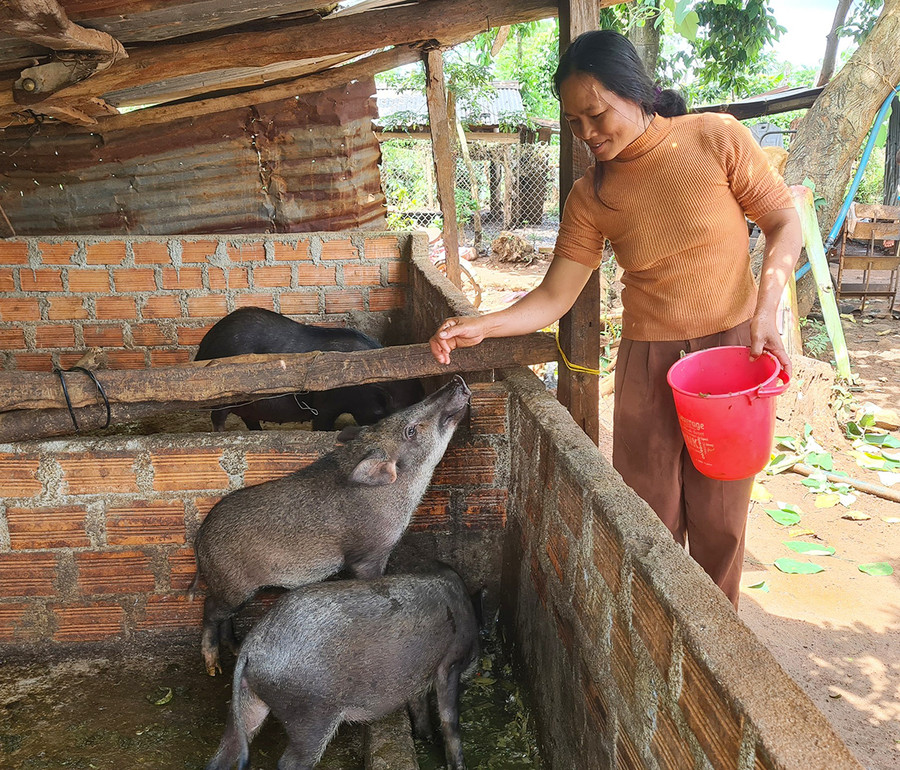 Chị Rơ Mah H’Líu (làng Luh Yố, xã Ia Hrú) chăm sóc đàn heo rừng lai. Ảnh: Phạm Ngọc Chị Rơ Mah H’Líu (làng Luh Yố, xã Ia Hrú) chăm sóc đàn heo rừng lai. Ảnh: Phạm Ngọc