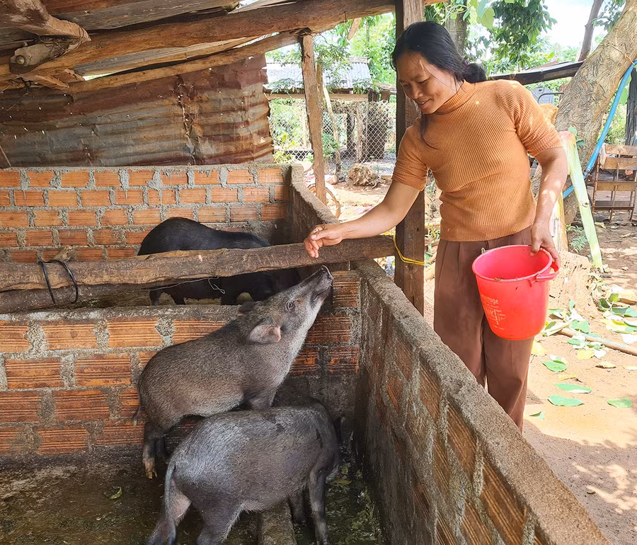 Chị Rơ Mah H’Líu (làng Luh Yố, xã Ia Hrú) chăm sóc đàn heo rừng lai. Ảnh: Phạm Ngọc