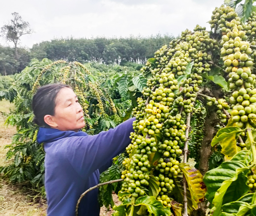  Bà Hneih với công việc nhà nông thường nhật. Ảnh: Đình Phê