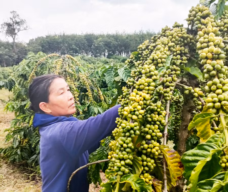 Bà Hneih với công việc nhà nông thường nhật. Ảnh: Đình Phê Bà Hneih với công việc nhà nông thường nhật. Ảnh: Đình Phê
