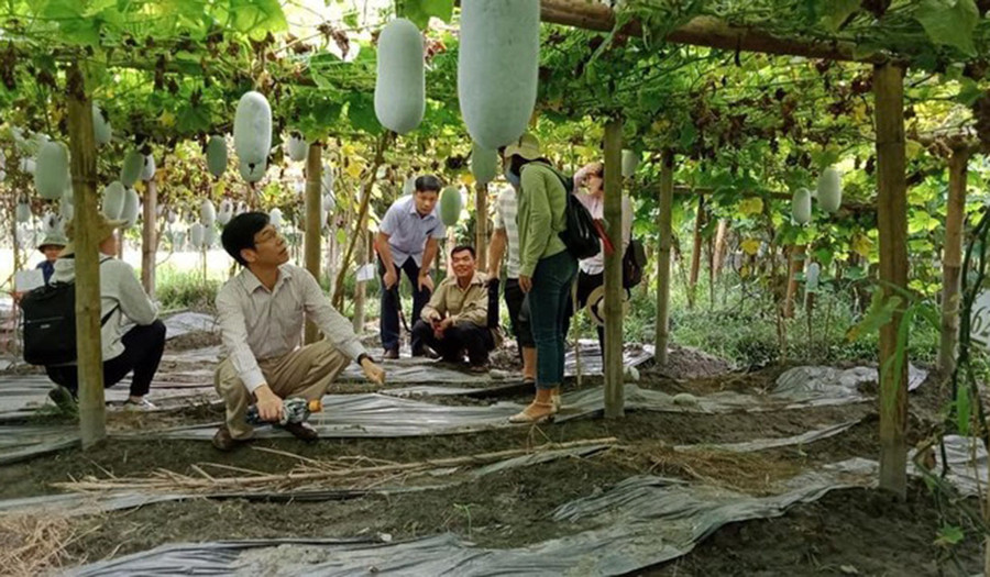 Sản phẩm Bí xanh Ba Bể của Hợp tác xã Yến Dương (tỉnh Bắc Kạn) đạt hạng sản phẩm OCOP 3 sao.