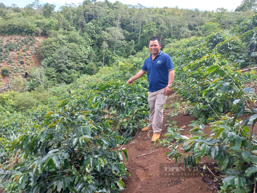 Vườn cà phê ca-ti-mo của anh A Diêu. Mỗi năm, gia đình anh thu về 180 triệu đồng từ loài cây này. Ảnh: H.L