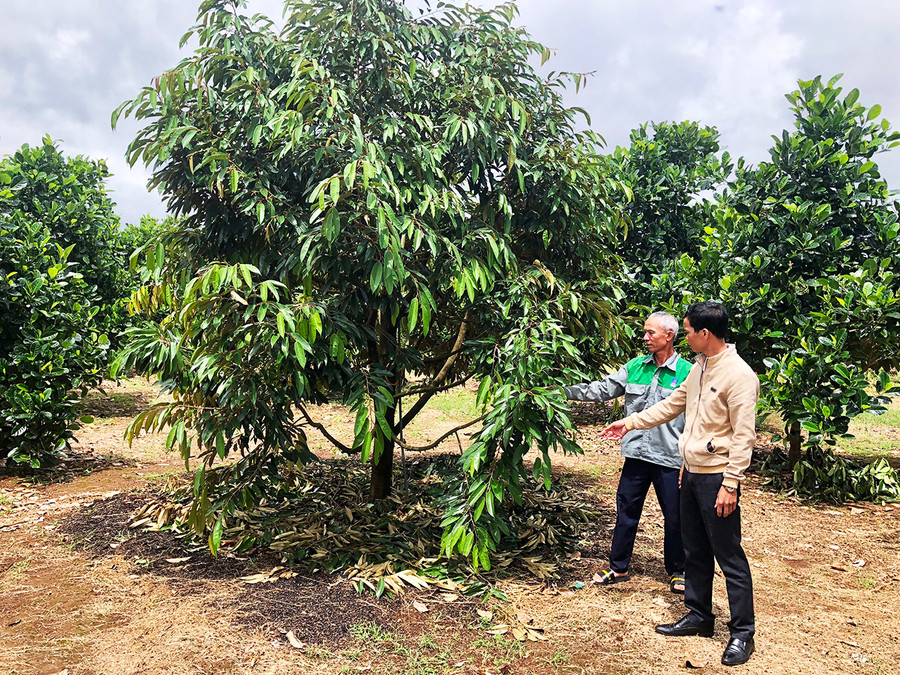 Các hội viên Nông hội trồng cây ăn quả thôn Thanh Bình (xã Ia Bă, huyện Ia Grai) chia sẻ kinh nghiệm chăm sóc sầu riêng. Ảnh: Lê Nam Các hội viên Nông hội trồng cây ăn quả thôn Thanh Bình (xã Ia Bă, huyện Ia Grai) chia sẻ kinh nghiệm chăm sóc sầu riêng. Ảnh: Lê Nam
