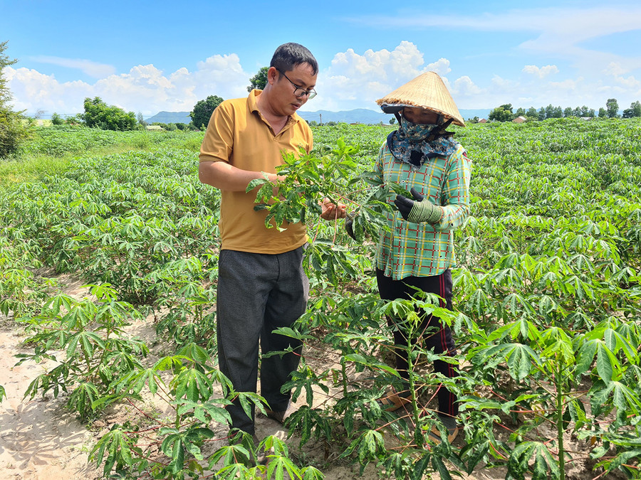Diện tích mì của gia đình bà Ksor H'Nghiêm (buôn Gum Gốp, xã Ia Rmok, huyện Krông Pa) nguy cơ giảm năng suất do bệnh khảm lá vi rút. Ảnh: Lê Nam Diện tích mì của gia đình bà Ksor H'Nghiêm (buôn Gum Gốp, xã Ia Rmok, huyện Krông Pa) nguy cơ giảm năng suất do bệnh khảm lá vi rút. Ảnh: Lê Nam