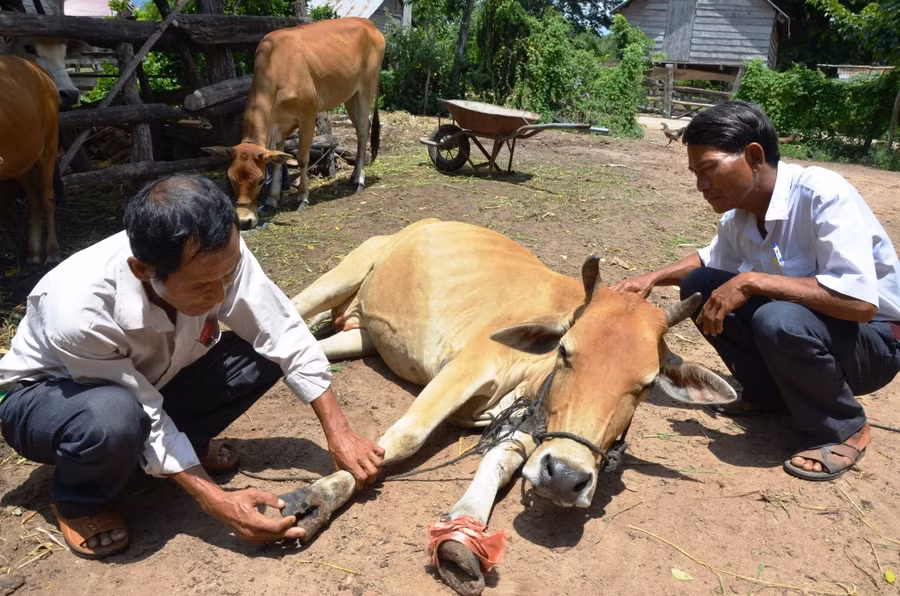 Người dân Ayun Pa chủ động phòng ngừa bệnh lở mồm long móng cho đàn bò. Ảnh: Trần Đức