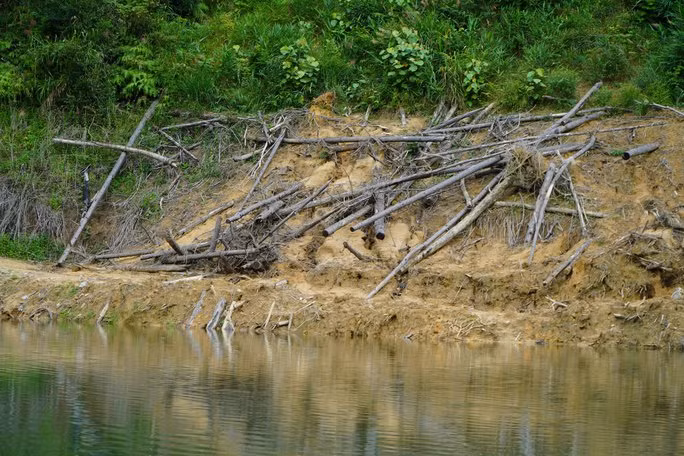 Cây rừng và thảm thực vật đã bị chết tức tưởi 1