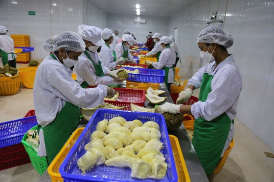 Sầu riêng được bóc múi tại cơ sở chế biến