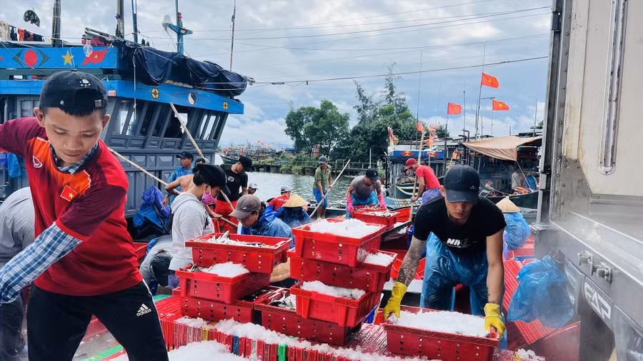 Ngư dân, thương lái hối hả hoàn tất giao dịch các mẻ cá trước khi bão Noru đổ bộ. Ảnh: CTV