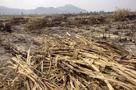 Rẫy mía cháy đang tập kết chờ nhà máy thu mua. Ảnh: Thanh Luận