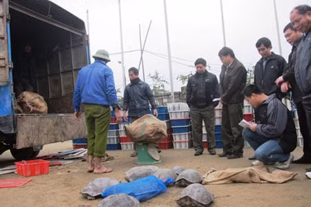 Cơ quan chức năng đang kiểm kê số động vật hoang dã. Cơ quan chức năng đang kiểm kê số động vật hoang dã.