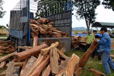 Một xe ôtô chở gỗ lậu bị phát hiện.