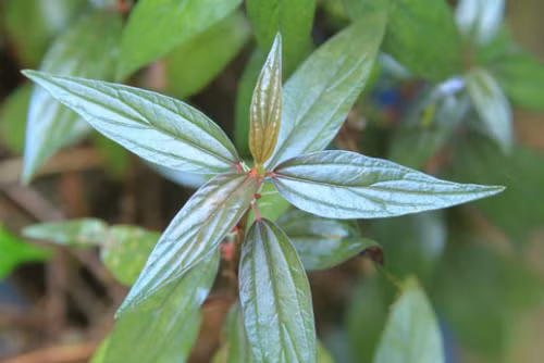 Cây thuốc dòi. Ảnh: yhvn.