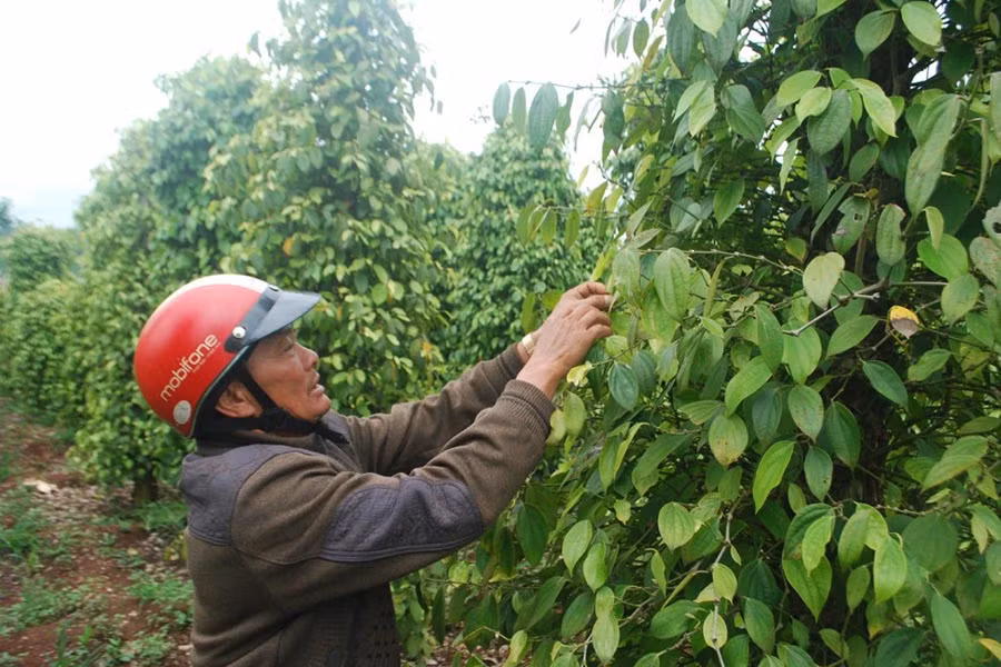  Gia đình bà Tuân rất lo lắng, đau buồn khi cây tiêu rụng hoa, lá và quả sau khi phun thuốc trừ sâu. Ảnh: H.S