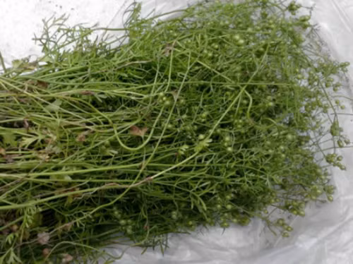 Rau mùi già. Ảnh: yhvn.