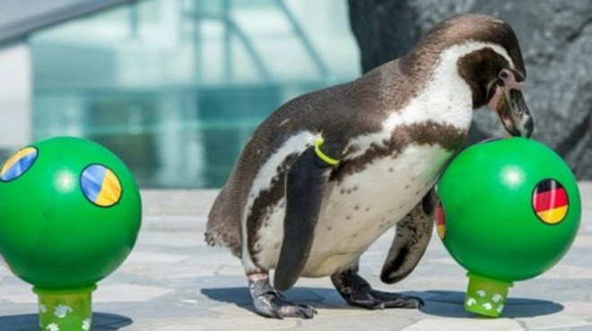 Chú chim cánh cụt Flocke dự đoán Đức đánh bại Ukraine. (Nguồn: a1plus.am) Chú chim cánh cụt Flocke dự đoán Đức đánh bại Ukraine. (Nguồn: a1plus.am)