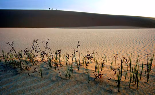 Sức sống trên đồi cát