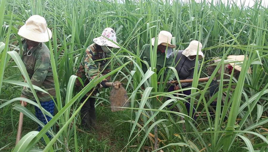 Hội viên Phụ nữ làng Jun đang “Làm rẫy tập thể”. Ảnh: A.H