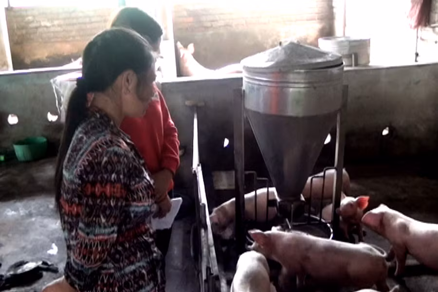 Heo con sau khi sinh có tỷ lệ sống cao. Ảnh: Q.T Heo con sau khi sinh có tỷ lệ sống cao. Ảnh: Q.T