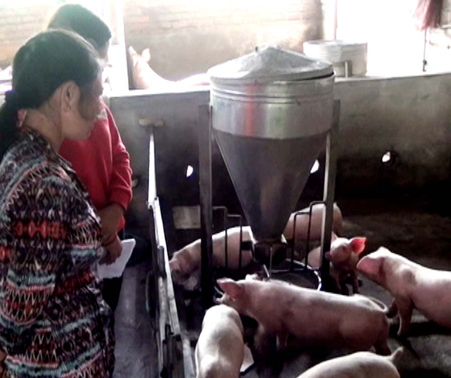 Heo con sau khi sinh có tỷ lệ sống cao. Ảnh: Quang Tấn Heo con sau khi sinh có tỷ lệ sống cao. Ảnh: Quang Tấn