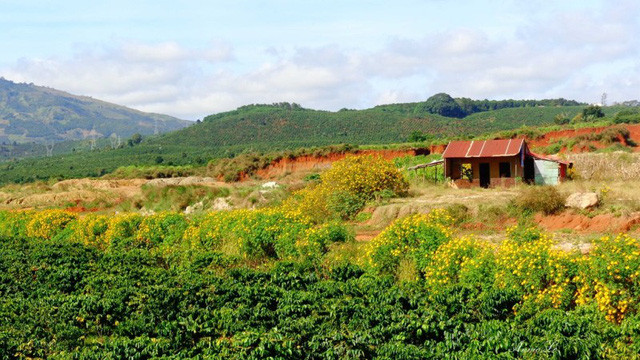 Vẻ đẹp mộc mạc của cao nguyên Di Linh.