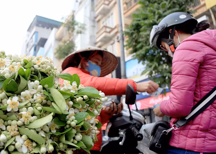 Khi những chùm hoa bưởi đầu mùa bung nở, người dân thường mua lấy vài chùm hoa dâng lên bàn thờ tổ tiên... 5
