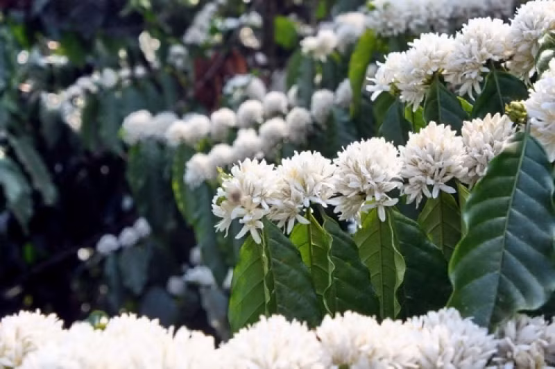  Mùa hoa cà phê thường kéo dài từ tháng 2 đến tháng 4 dương lịch với hai đợt nở hoa, mỗi đợt nở kéo dài từ 7-10 ngày sau đó sẽ tàn nhanh và bắt đầu hình thành quả, bởi vậy du khách muốn được đặt chân đến Tây Nguyên đúng mùa hoa cà phê nở rộ đẹp nhất cần tìm hiểu kỹ và đặt lịch trình đúng thời điểm. Pleiku (Gia Lai) và Buôn Ma Thuột (Đaklak) là hai thành phố có rừng hoa cà phê lớn nhất, ngoài ra du khách có thể thăm rừng cà phê ở những vùng xung quanh. Mùa xuân đến, khắp Tây Nguyên bừng sắc trắng nổi bật giữa đất đồi bazan.