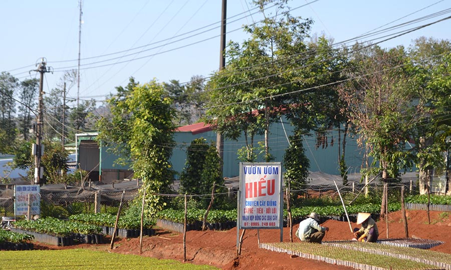 Nhiều vườn ươm cây giống tự phát mọc lên trên địa bàn xã Nghĩa Hưng (huyện Chư Pah). Ảnh: L.N Nhiều vườn ươm cây giống tự phát mọc lên trên địa bàn xã Nghĩa Hưng (huyện Chư Pah). Ảnh: L.N