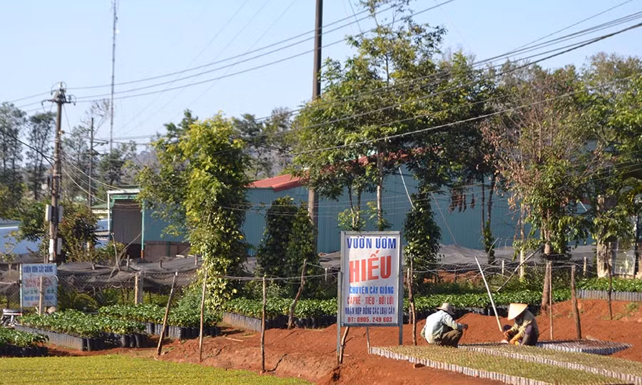  Nhiều vườn ươm cây giống tự phát mọc lên trên địa bàn xã Nghĩa Hưng (huyện Chư Pah). Ảnh: L.N