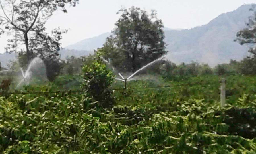 Tưới cà phê bằng pét ở vườn nhà ông Bớp. Ảnh: L.V.N