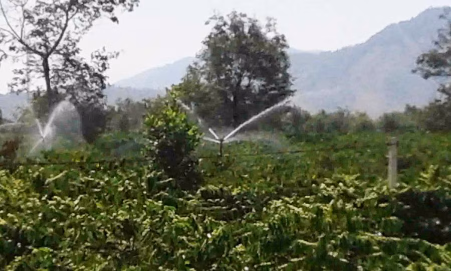 Tưới cà phê bằng pét ở vườn nhà ông Bớp. Ảnh: L.V.N