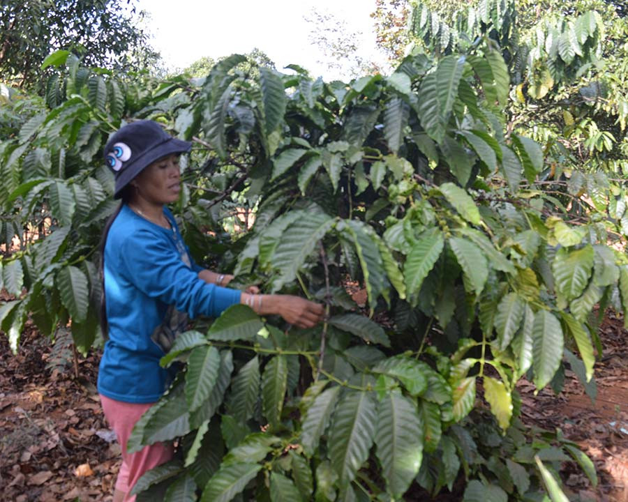 Nhiều hội viên vươn lên thoát nghèo và làm giàu từ cà phê. Ảnh: P.D Nhiều hội viên vươn lên thoát nghèo và làm giàu từ cà phê. Ảnh: P.D
