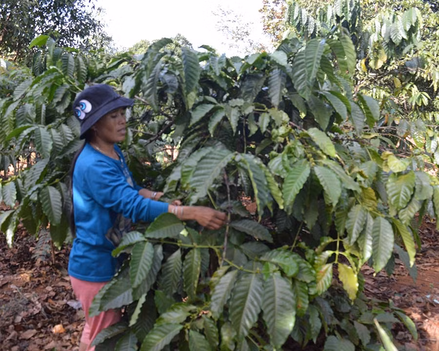  Nhiều hội viên vươn lên thoát nghèo và làm giàu từ cà phê. Ảnh: P.D