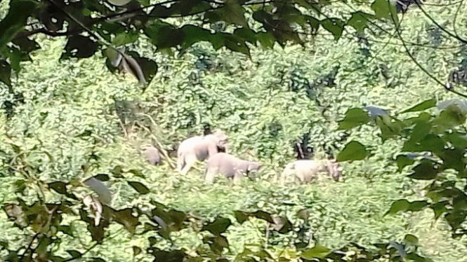 Hình ảnh đàn voi ra bìa rừng ăn được người dân xã Quế Lâm chụp lại. Ảnh: Người dân cung cấp Hình ảnh đàn voi ra bìa rừng ăn được người dân xã Quế Lâm chụp lại. Ảnh: Người dân cung cấp