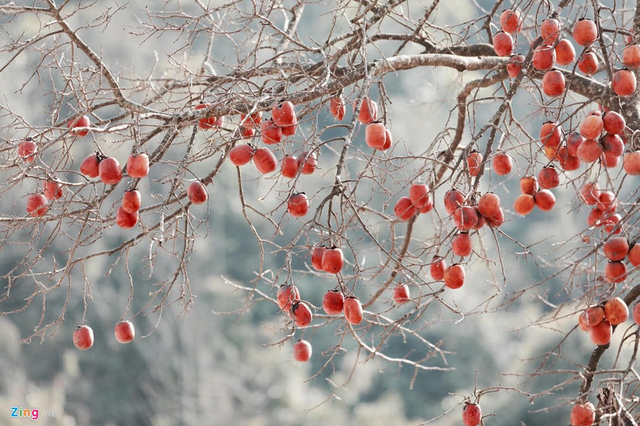 Những cây hồng sai quả tại xã Lóng Luông. 6