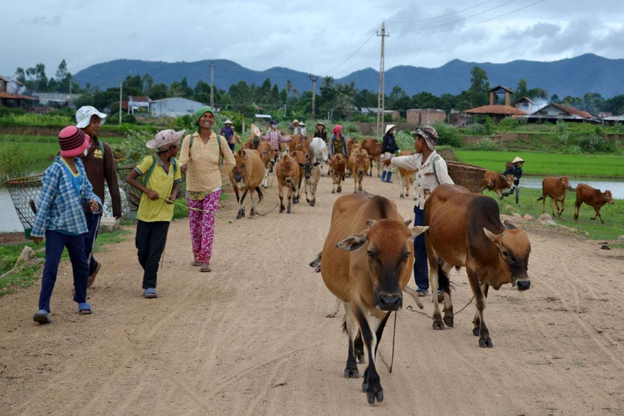 Chăn nuôi bò là một trong những thế mạnh của người dân buôn Ji Rông. Ảnh: L.H Chăn nuôi bò là một trong những thế mạnh của người dân buôn Ji Rông. Ảnh: L.H