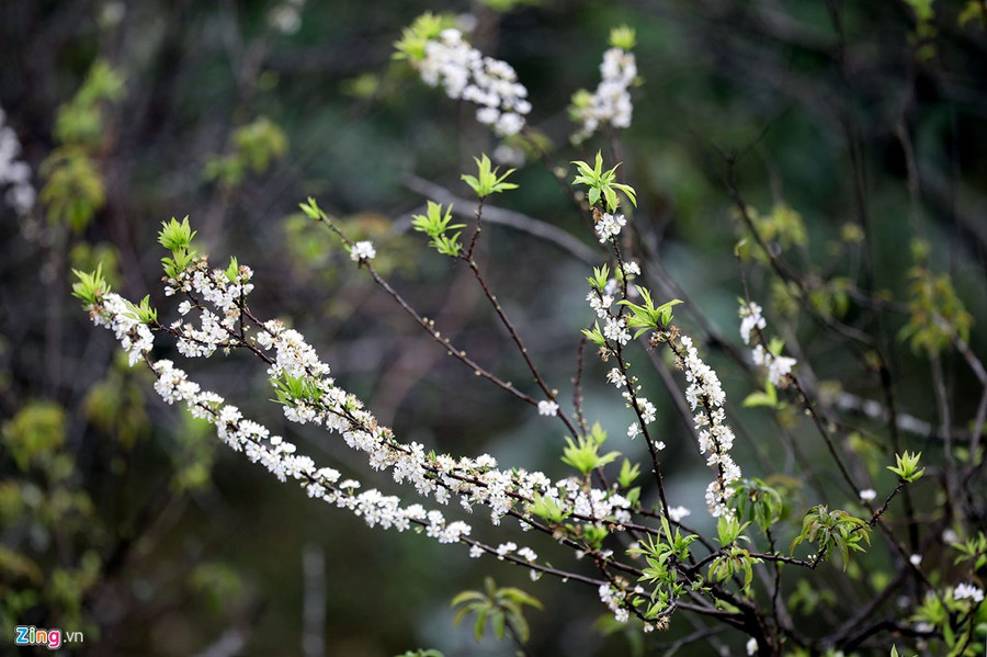 Hoa mận luôn là niềm cảm hứng cho các tay săn ảnh từ miền xuôi lên Tây Bắc. 10