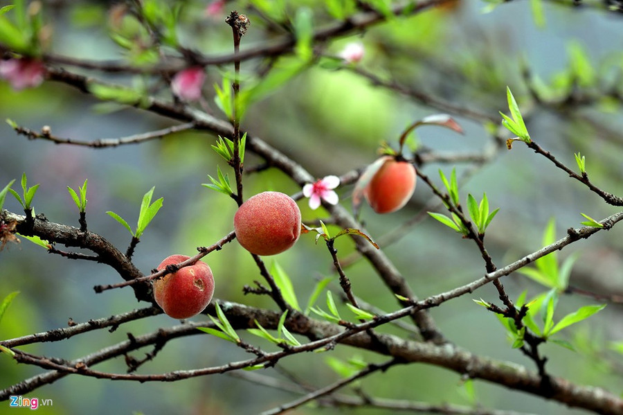 Những quả đào chín mọng khó kiềm lòng du khách thập phương. 8