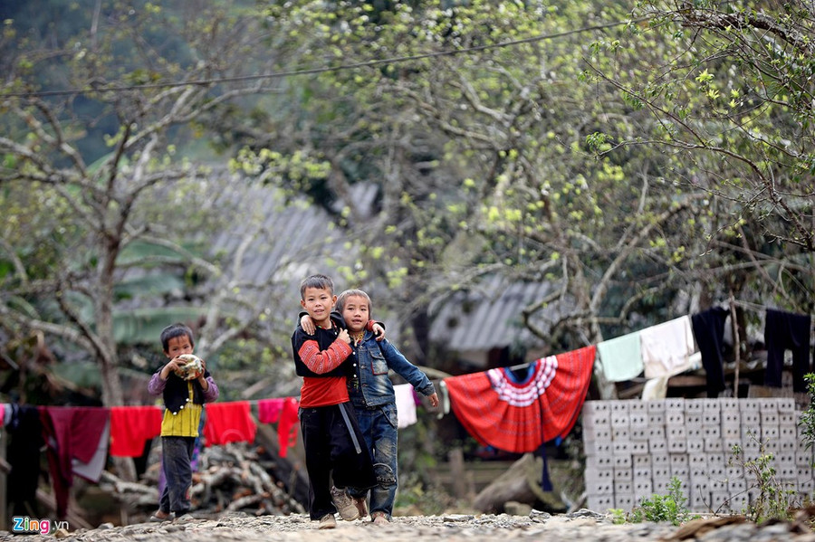 Người dân cho rằng năm nay không được mùa nên không trắng xóa núi đồi như mọi năm. 12