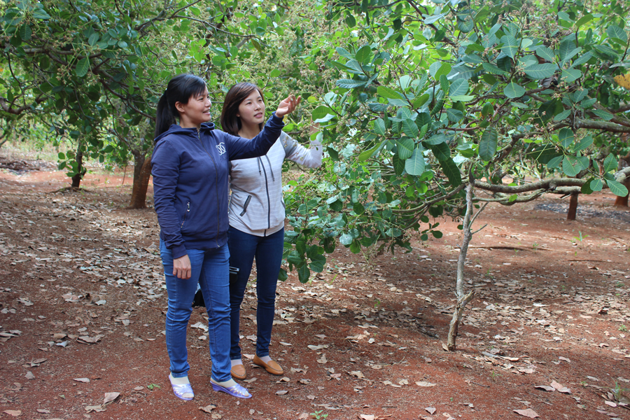 Nhiều diện tích điều ở huyện Đức Cơ có khả năng giảm mạnh năng suất do đợt mưa lớn kèm sương muối cách đây không lâu. Ảnh: T.N
