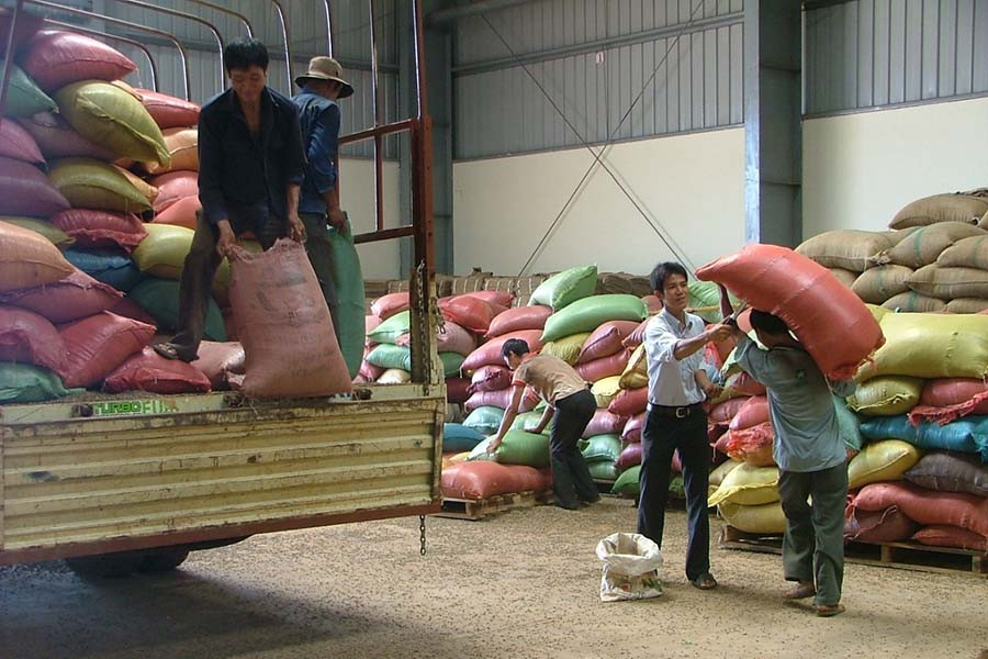 Thu mua cà phê. Ảnh: Đ.T Thu mua cà phê. Ảnh: Đ.T